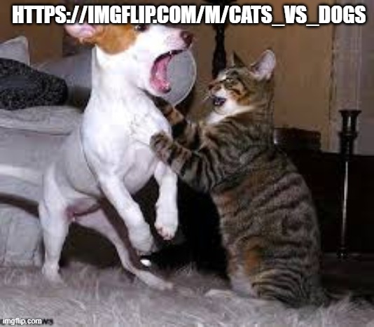 HTTPS://IMGFLIP.COM/M/CATS_VS_DOGS | image tagged in cats,dogs | made w/ Imgflip meme maker