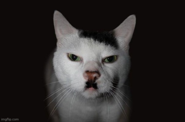 Hitler Cat | image tagged in hitler cat | made w/ Imgflip meme maker