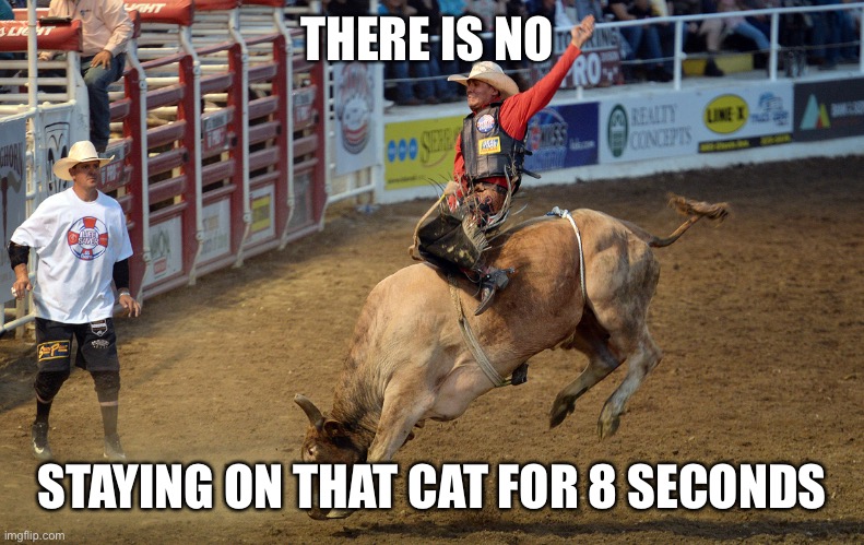 Bull Rider | THERE IS NO STAYING ON THAT CAT FOR 8 SECONDS | image tagged in bull rider | made w/ Imgflip meme maker