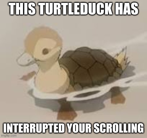 Turtleduck | THIS TURTLEDUCK HAS; INTERRUPTED YOUR SCROLLING | image tagged in keep scrolling,i love you | made w/ Imgflip meme maker