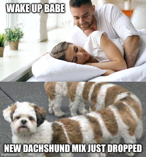 New dachshund mix just dropped | WAKE UP BABE; NEW DACHSHUND MIX JUST DROPPED | image tagged in wake up babe,578 156p graphics canine centipede video game,dachshund,dachshunds,dog,funny dogs | made w/ Imgflip meme maker