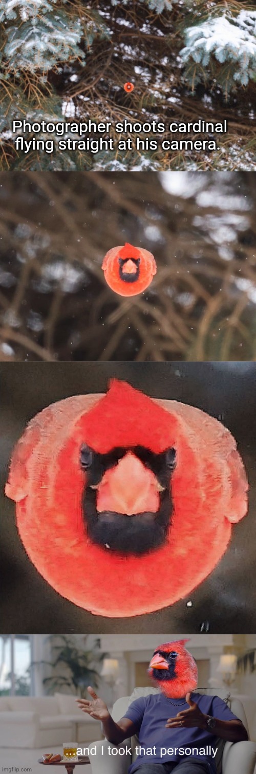 Angry Bird | Photographer shoots cardinal flying straight at his camera. | image tagged in angry bird | made w/ Imgflip meme maker