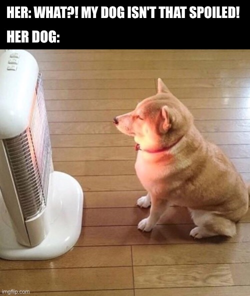 My dog isn't that spoiled! | HER: WHAT?! MY DOG ISN'T THAT SPOILED! HER DOG: | image tagged in dog enjoying the warm heater,spoiled,spoiled dog,doge,dogs,dog | made w/ Imgflip meme maker