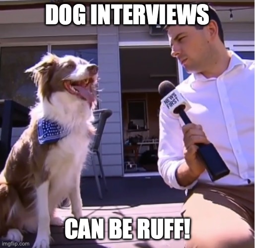 Ruff Interview! | DOG INTERVIEWS; CAN BE RUFF! | image tagged in dog interview | made w/ Imgflip meme maker