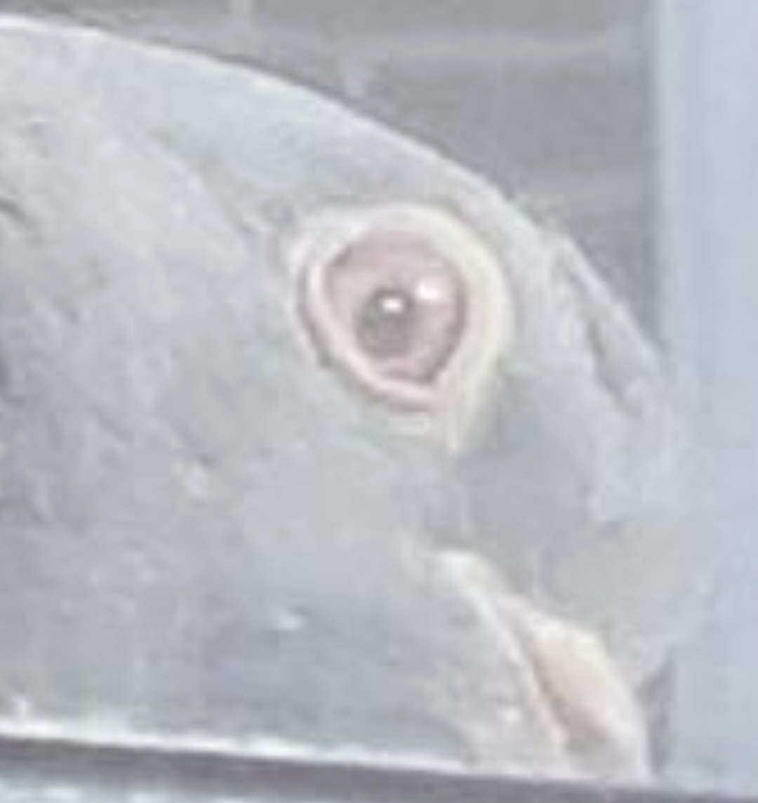 High Quality Pigeon of Judgement Blank Meme Template