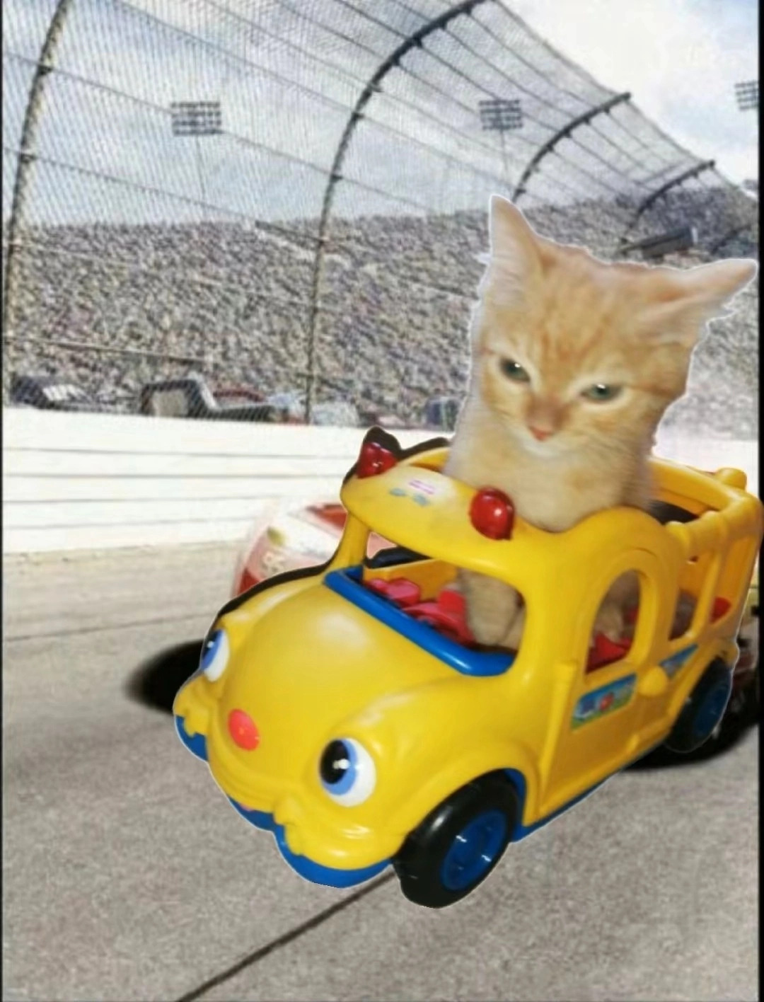 Cat in a toy sports car Blank Meme Template