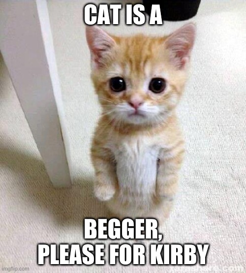 Cat standing for three thing | CAT IS A; BEGGER, PLEASE FOR KIRBY | image tagged in memes,cute cat | made w/ Imgflip meme maker