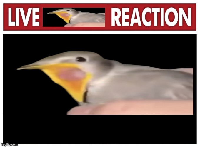 live bird reaction | image tagged in live reaction,funny,goofy,memes | made w/ Imgflip meme maker