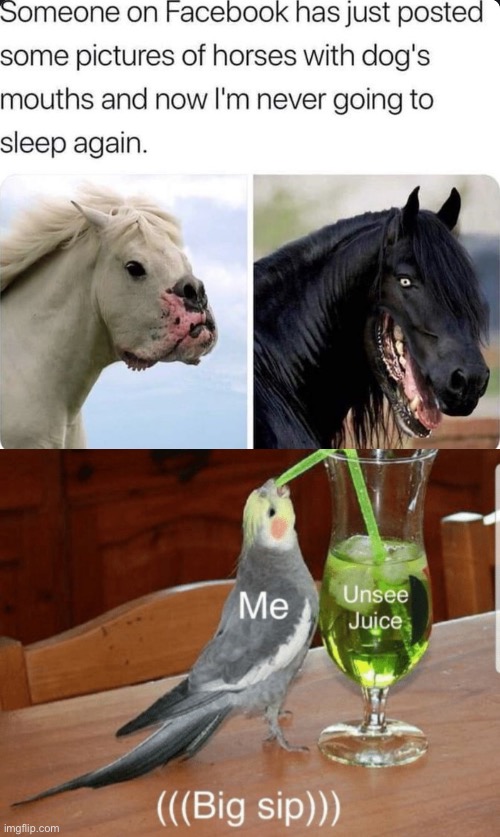 Horgs or Dorses? | image tagged in unsee juice,dog,horse | made w/ Imgflip meme maker