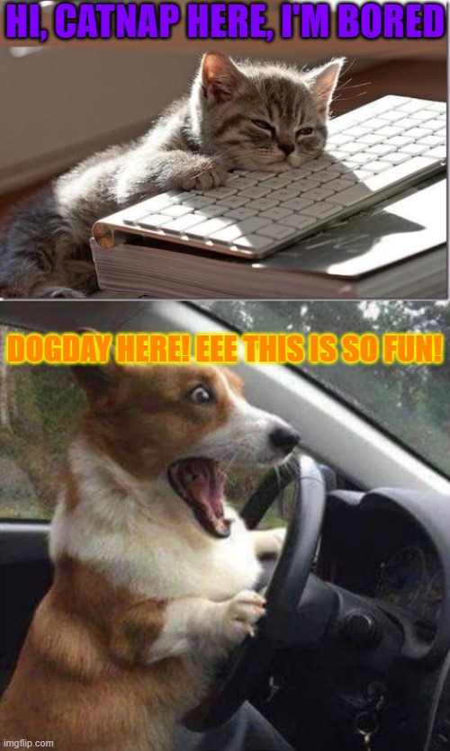 one part of me wants to be bored, but the other one wants to do something exciting! | HI, CATNAP HERE, I'M BORED; DOGDAY HERE! EEE THIS IS SO FUN! | image tagged in bored keyboard cat,excited dog | made w/ Imgflip meme maker