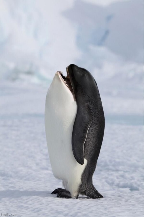 Whale penguin | image tagged in whale penguin | made w/ Imgflip meme maker