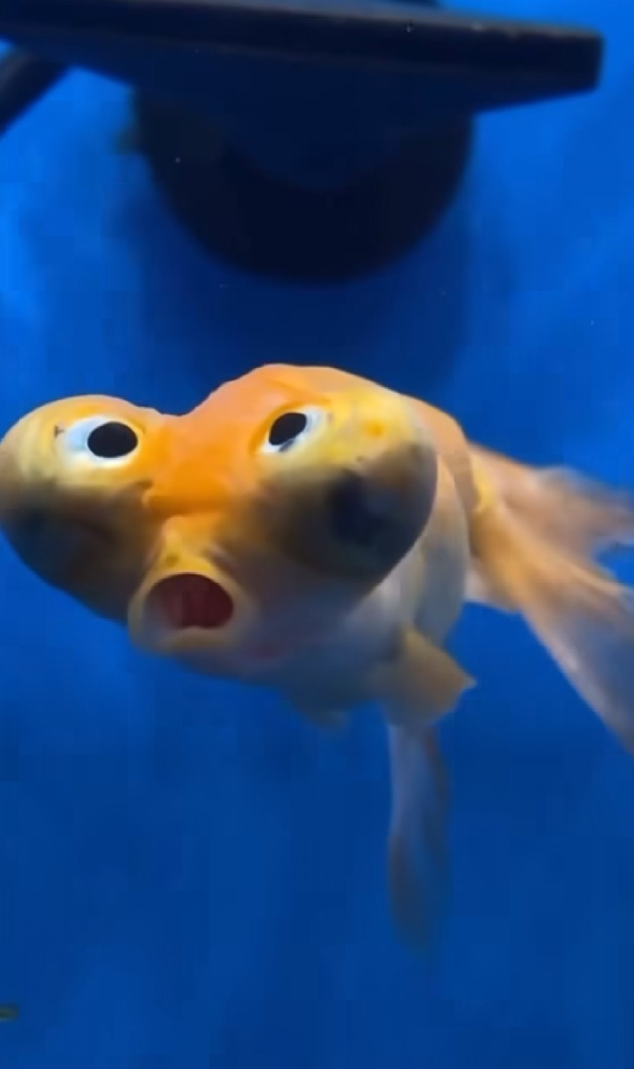 High Quality Derpy fish Blank Meme Template