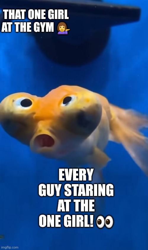 Guys at the gym | THAT ONE GIRL AT THE GYM 💁‍♀️; EVERY GUY STARING AT THE ONE GIRL! 👀 | image tagged in derpy fish,gym memes,guys looking at girls,gymlife,reactions,funny memes | made w/ Imgflip meme maker
