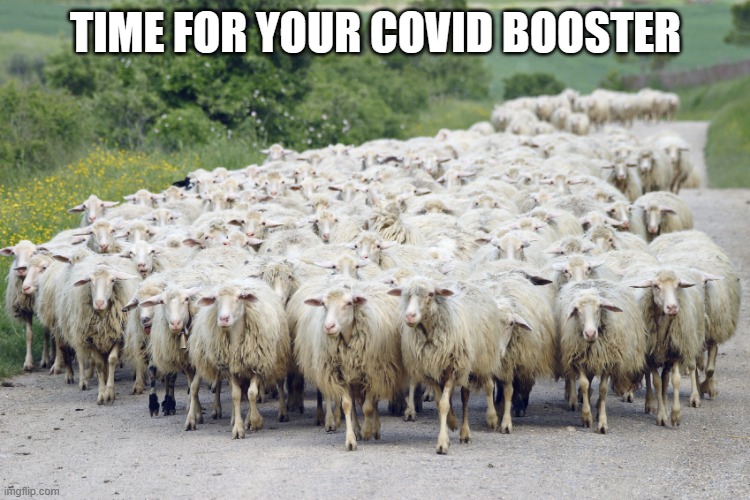 Year of the Sheep | TIME FOR YOUR COVID BOOSTER | image tagged in year of the sheep | made w/ Imgflip meme maker