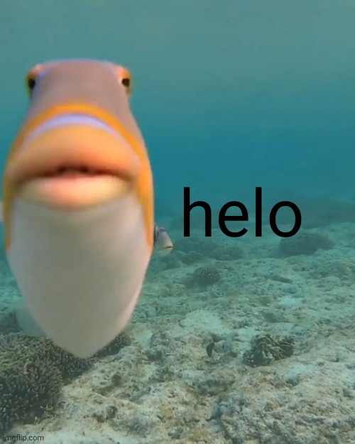 Yeah! | helo | image tagged in staring fish | made w/ Imgflip meme maker