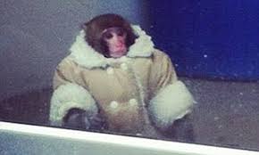 Monkey in a coat Blank Meme Template