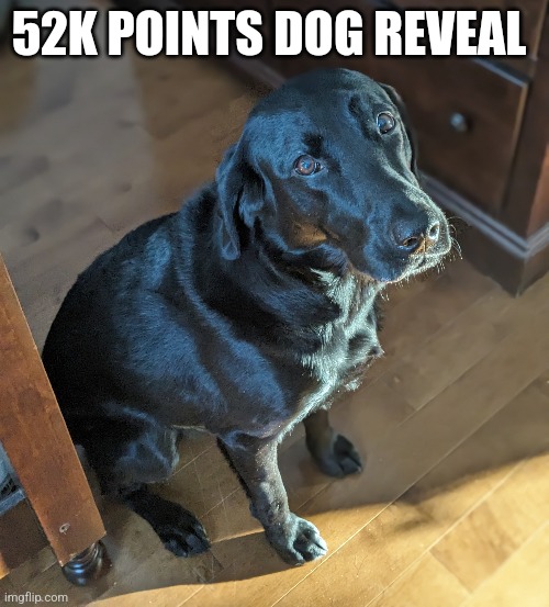 52K POINTS DOG REVEAL | made w/ Imgflip meme maker