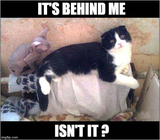 Look At Those Eyes ! | IT'S BEHIND ME; ISN'T IT ? | image tagged in cats,hairless,behind you | made w/ Imgflip meme maker