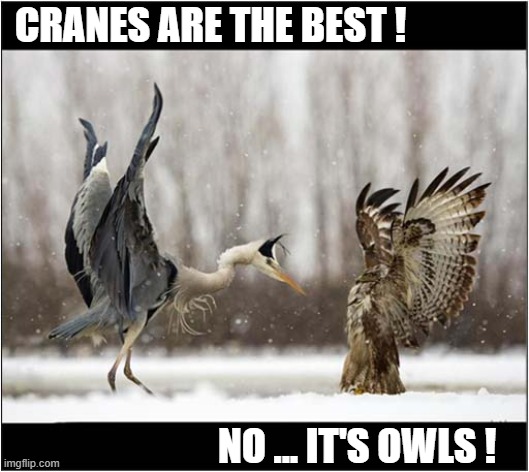 Birds Arguing ! | CRANES ARE THE BEST ! NO ... IT'S OWLS ! | image tagged in birds,crane,owl,argument | made w/ Imgflip meme maker