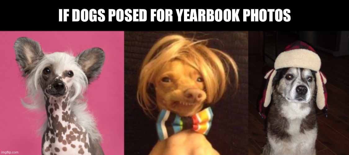 If dogs had yearbook photos | IF DOGS POSED FOR YEARBOOK PHOTOS | image tagged in heather dog,phteven dog,hunting dog,dog,dogs,yearbook | made w/ Imgflip meme maker