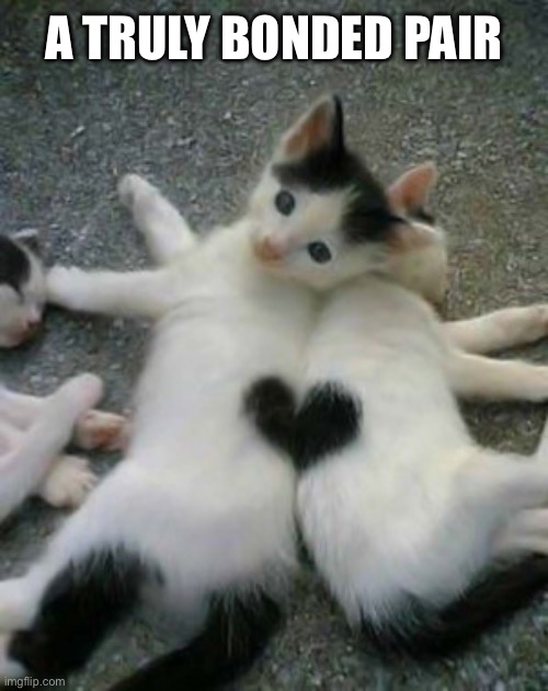 A truly bonded pair | A TRULY BONDED PAIR | image tagged in heat cat,kittens,kitten,cats,cat,bonded pair | made w/ Imgflip meme maker