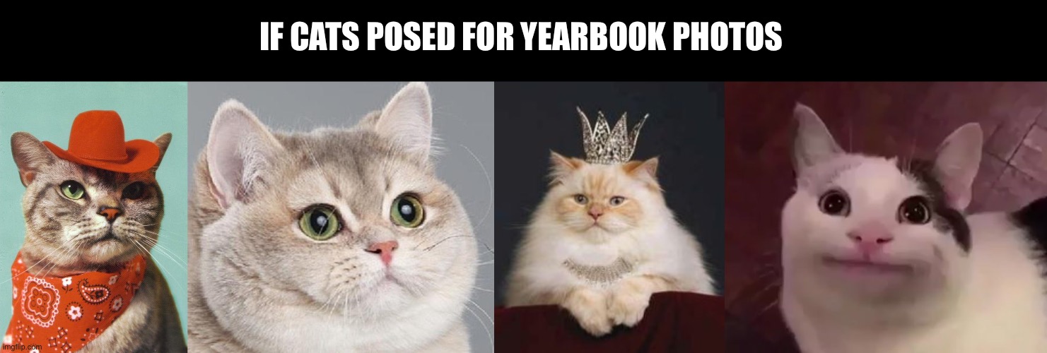 If cats had yearbook photos | IF CATS POSED FOR YEARBOOK PHOTOS | image tagged in cowboy cat,breathing intensifies,cat crown,awkward cat,cats,yearbook | made w/ Imgflip meme maker
