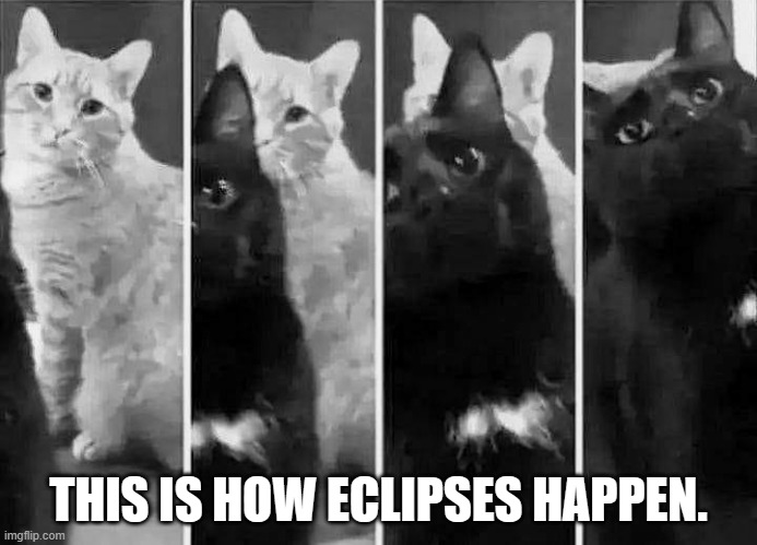 memes by Brad cats explain the eclipse | THIS IS HOW ECLIPSES HAPPEN. | image tagged in cats,funny,solar eclipse,funny cat memes,kittens,humor | made w/ Imgflip meme maker