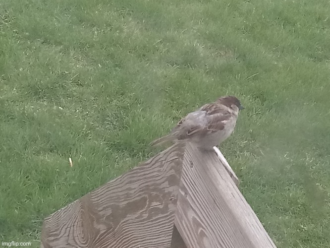 Lil bird.mp3 | made w/ Imgflip meme maker