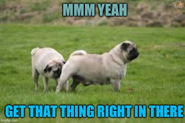 GET THAT THING RIGHT IN THERE MMM YEAH | image tagged in dog sniff | made w/ Imgflip meme maker
