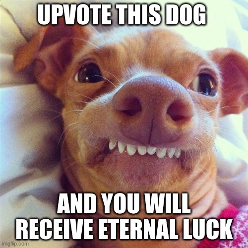 f | UPVOTE THIS DOG; AND YOU WILL RECEIVE ETERNAL LUCK | image tagged in phteven,dog,funny,weird,sus,jjjjjjjj | made w/ Imgflip meme maker