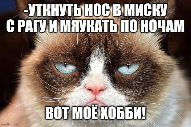 -Hobby as typical tom cat. | -УТКНУТЬ НОС В МИСКУ С РАГУ И МЯУКАТЬ ПО НОЧАМ; ВОТ МОЁ ХОББИ! | image tagged in grumpy cat glare,foreign policy,hobbit,nose,funny food,night fury | made w/ Imgflip meme maker