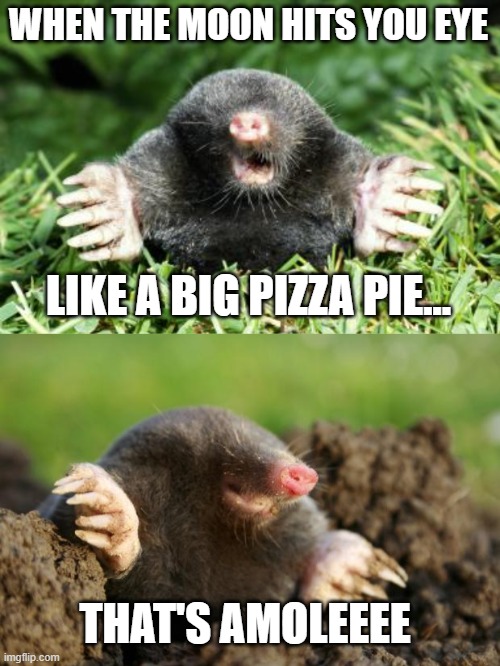 WHEN THE MOON HITS YOU EYE; LIKE A BIG PIZZA PIE... THAT'S AMOLEEEE | image tagged in mole,national mole day | made w/ Imgflip meme maker