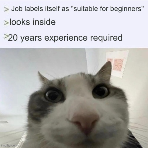 bruh | Job labels itself as "suitable for beginners"; looks inside; 20 years experience required | image tagged in cat looks inside,jobs,lies,bruh | made w/ Imgflip meme maker