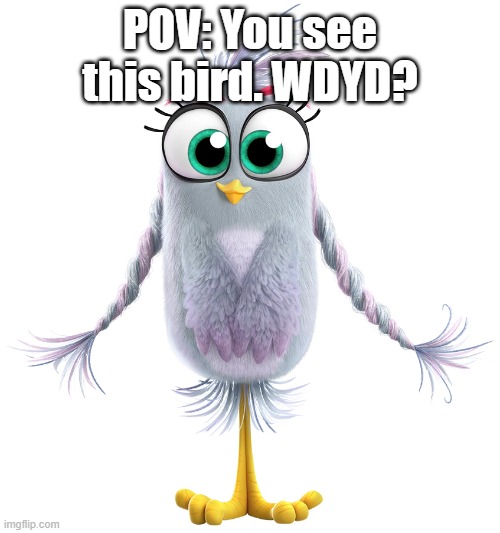 Using her movie design for this cause she's adorable, not my OC, credit to Rovio for the character and Sony for this design. | POV: You see this bird. WDYD? | image tagged in silver angry birds movie | made w/ Imgflip meme maker