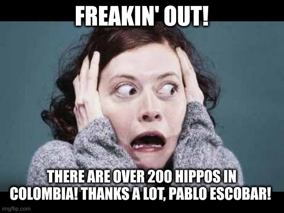 Pablo Escobar's hippos have great-grandchildren | FREAKIN' OUT! THERE ARE OVER 200 HIPPOS IN COLOMBIA! THANKS A LOT, PABLO ESCOBAR! | image tagged in big freak out,pablo escobar,hippopotamus,memes,narcos,private zoo | made w/ Imgflip meme maker