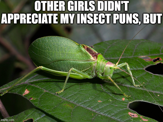 the joke here is that this insect's name is part of the punchline | OTHER GIRLS DIDN'T APPRECIATE MY INSECT PUNS, BUT | image tagged in bugs | made w/ Imgflip meme maker