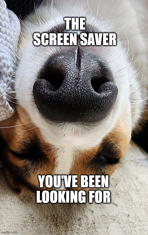 Landothecardigancorgi | THE SCREEN SAVER; YOU'VE BEEN LOOKING FOR | image tagged in dogs,corgi | made w/ Imgflip meme maker