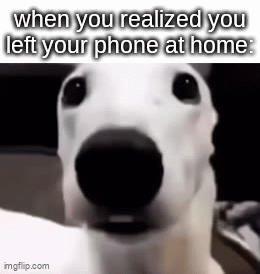 very clever title | when you realized you left your phone at home: | image tagged in gifs,memes,funny,dogs | made w/ Imgflip video-to-gif maker