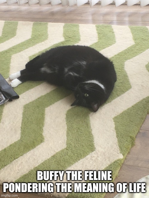 Buffyandpepper | BUFFY THE FELINE PONDERING THE MEANING OF LIFE | image tagged in buffy the tuxedo | made w/ Imgflip meme maker