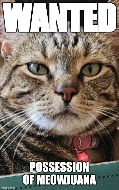 Mugshot of cat | WANTED; POSSESSION OF MEOWJUANA | image tagged in funny cat memes,mugshot | made w/ Imgflip meme maker