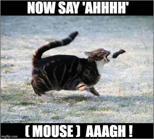 Aaaahh ! | NOW SAY 'AHHHH'; ( MOUSE )  AAAGH ! | image tagged in cats,mouse,aaah,aargh | made w/ Imgflip meme maker