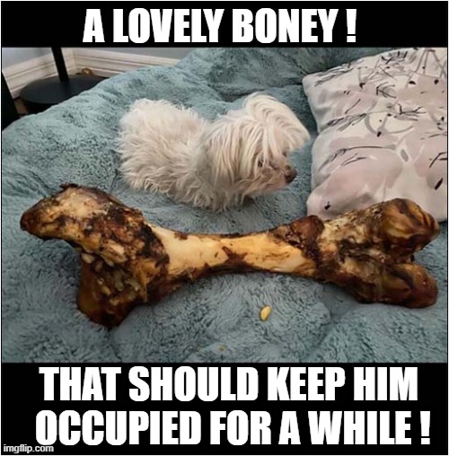 A Tasty Treat ! | A LOVELY BONEY ! THAT SHOULD KEEP HIM
 OCCUPIED FOR A WHILE ! | image tagged in dogs,bones,occupied | made w/ Imgflip meme maker