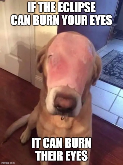 Badly Burned Dog | IF THE ECLIPSE CAN BURN YOUR EYES; IT CAN BURN THEIR EYES | image tagged in poor baby,ham dog,one like one prayer,one share 10 prayers,eclipse,solar eclipse | made w/ Imgflip meme maker