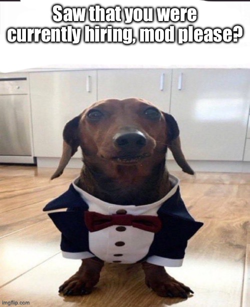 This stream gives me nostalgia | Saw that you were currently hiring, mod please? | image tagged in this fellow so foolish | made w/ Imgflip meme maker