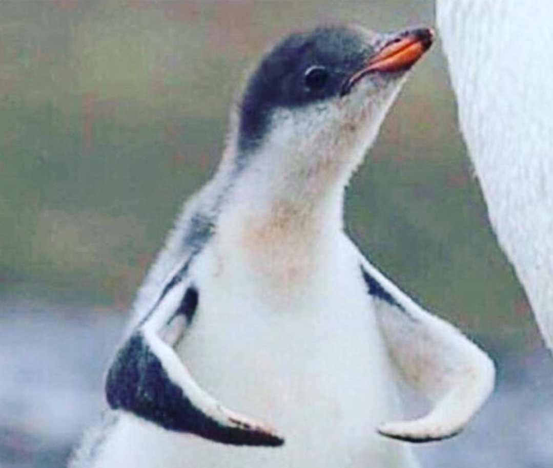 Flexing penguin Blank Meme Template