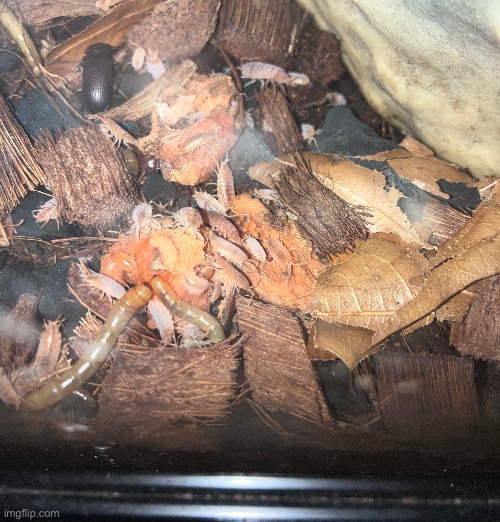 Silly little isopods | made w/ Imgflip meme maker