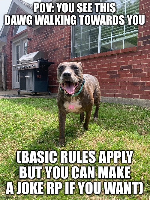 My dog rp (joke rp but can be serious rp if ya want) | POV: YOU SEE THIS DAWG WALKING TOWARDS YOU; (BASIC RULES APPLY BUT YOU CAN MAKE A JOKE RP IF YOU WANT) | made w/ Imgflip meme maker