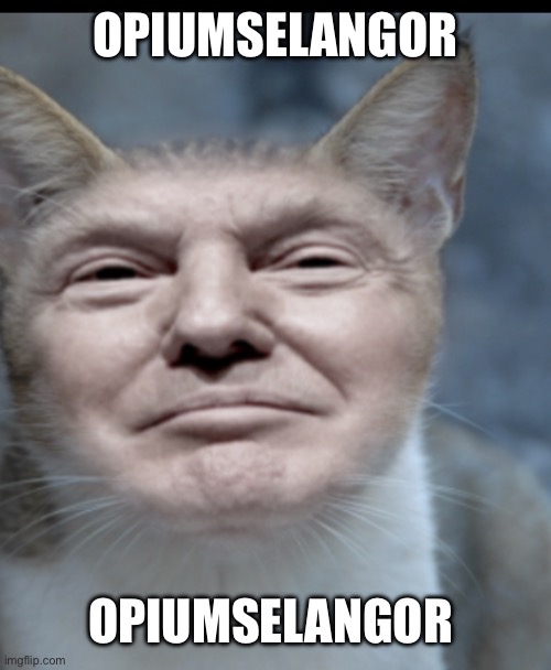 Donald trump cat | OPIUMSELANGOR; OPIUMSELANGOR | image tagged in donald trump cat | made w/ Imgflip meme maker