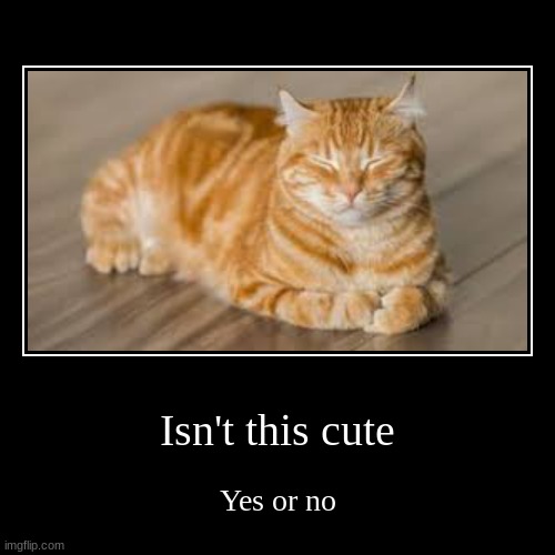 Question | Isn't this cute | Yes or no | image tagged in funny,demotivationals,cats,memes | made w/ Imgflip demotivational maker