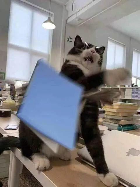 High Quality Cat throws book Blank Meme Template